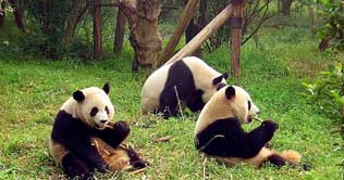 Giant pandas intact in Sichuan after heavy snow