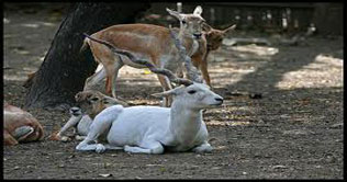Zoo in Delhi witnesses rise in newborn animals