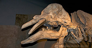 Chile: Construction workers uncover mastodon skull