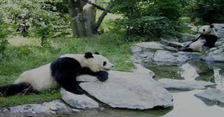  Chinese giant panda remains as Earth Hour global ambassador