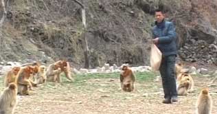 Monkey tuned at keepers song 