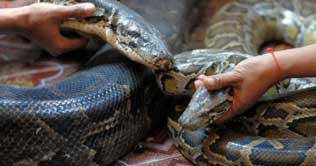 Attempt to smuggle 40 pythons foiled at Jakarta Airport