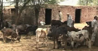 Faisalabad: Cattle confiscated from Raja Riazs farm