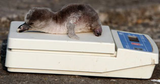 William and Kate adopt baby penguin