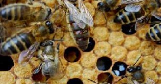 Thousands of bees stolen