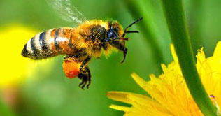 Will you abandon phone for honey?