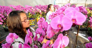 China hosts international flower art competition 