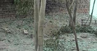 Explosives hidden under tress explode