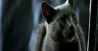 Cuban blue cats said to be new breed