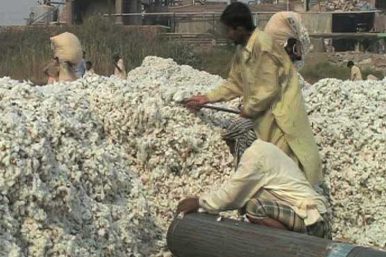 Cotton price dips on int'l pattern