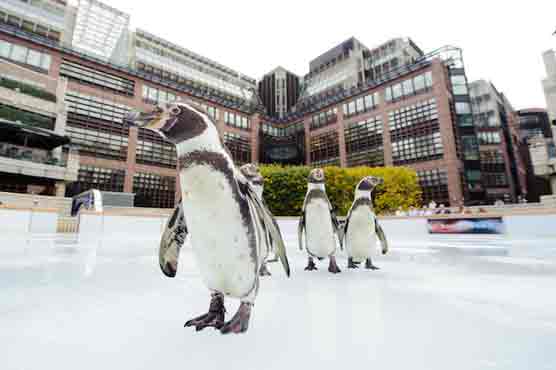 Penguins open ice rink in London