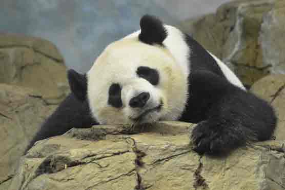 Panda recovers after eye surgery in China