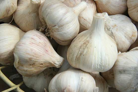 Garlic oil useful to avoid protect heart damage