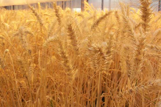 Govt decides to increase wheat prices to Rs 1150 per 40kg 
