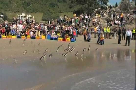 New Zealand: penguins left on coast