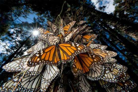 Butterflies migrate to Mexico 