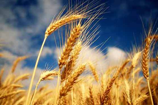 Govt increase wheat price to Rs 1,050 per 40kg
