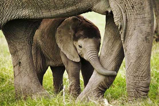 Heat wave kills more than 77 elephants in Zimbabwe