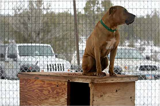 To track their pets, owners are trying GPS devices