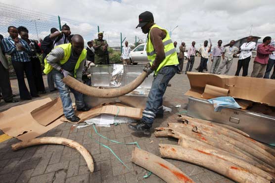 Kenya seizes container with 87 elephant tusks