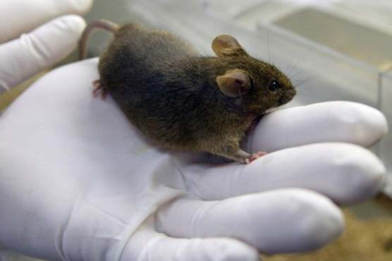 Scientists study autistic mice for disease clues