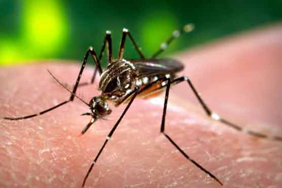 Lahore: Dengue claims 5 more lives, toll reaches 145