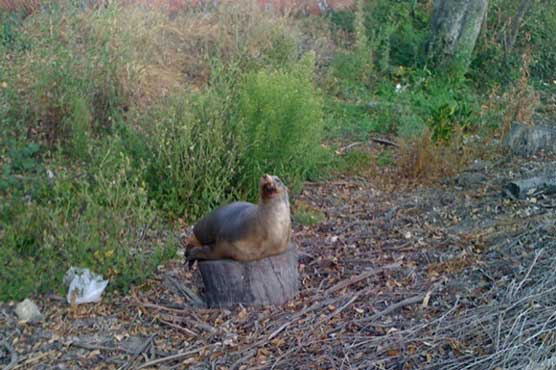 Wounded sea lion stops highway traffic