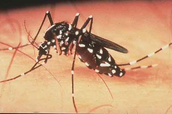 Mosquitoes go after human body odour