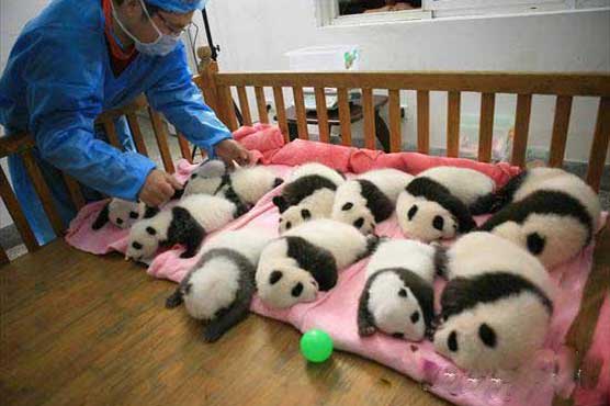 China: 12 new-born pandas shown up at research centre