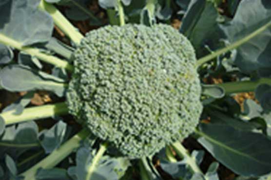 Super Broccoli useful to prevent heart disease, cancer