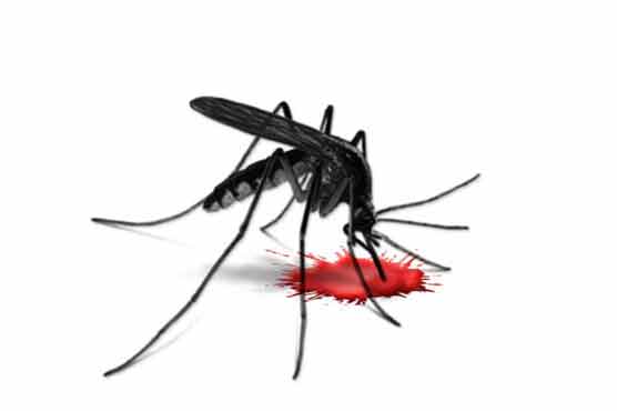 16 more succumb to dengue in Lahore