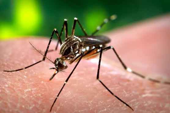 Dengue be declared natural calamity: experts