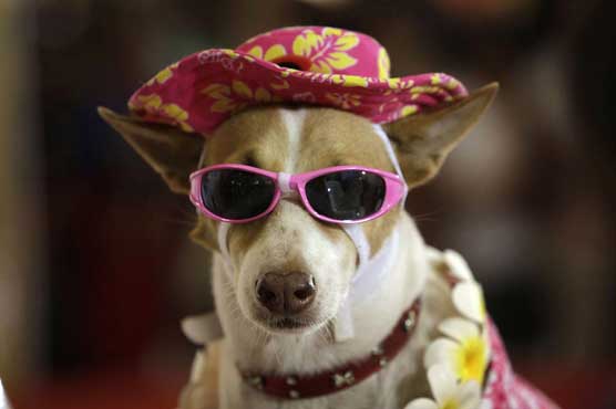 India: Pet animals walk ramp in style 