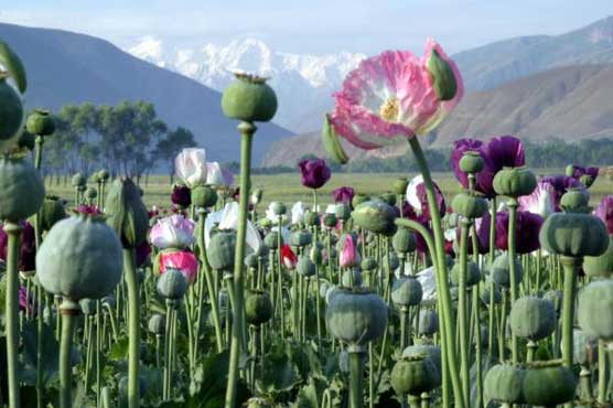 Opium production in Afghanistan edges higher in 2011: UN