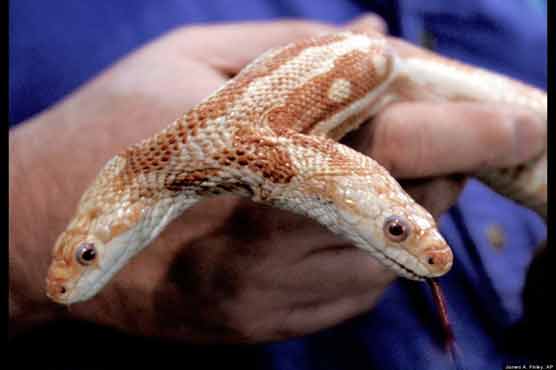 Wildlife officials surprised by two-headed baby snake