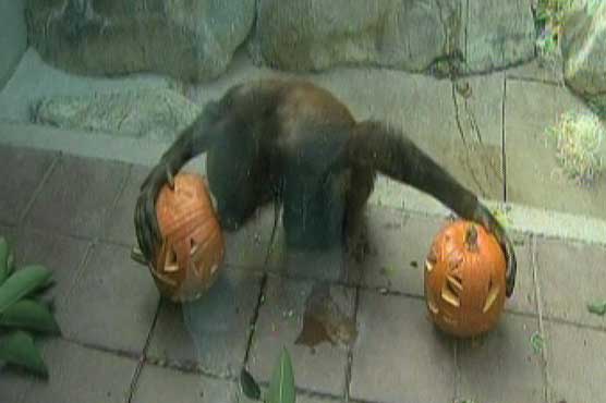 Los Angeles: Zoo pets served with pumpkins