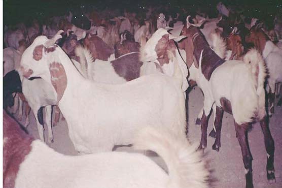 Sindh preparing guidelines on sacrificial hides