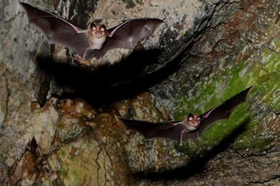 Scientists confirm fungus as US bat-killer