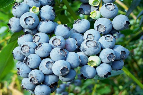 Oily fish and blueberries aid memory