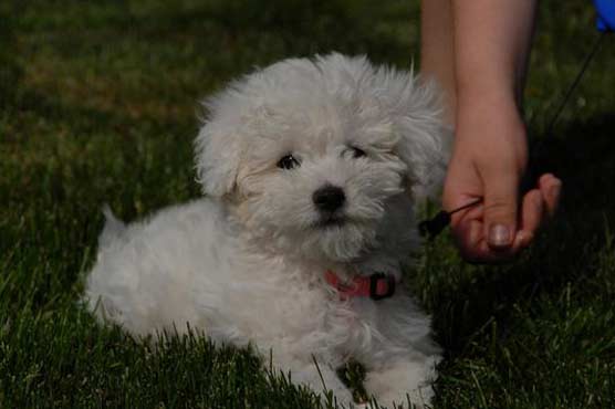 Toy poodle helps rescue teen from burning home