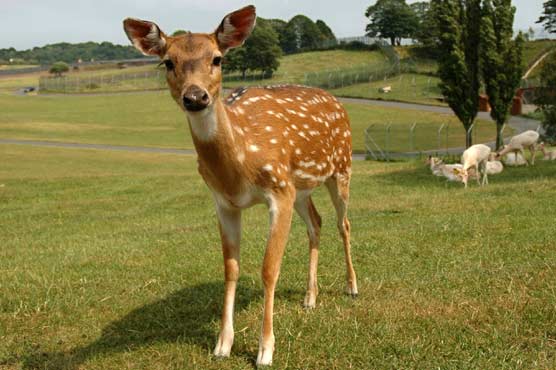 Maine man jailed for keeping live deer in trunk