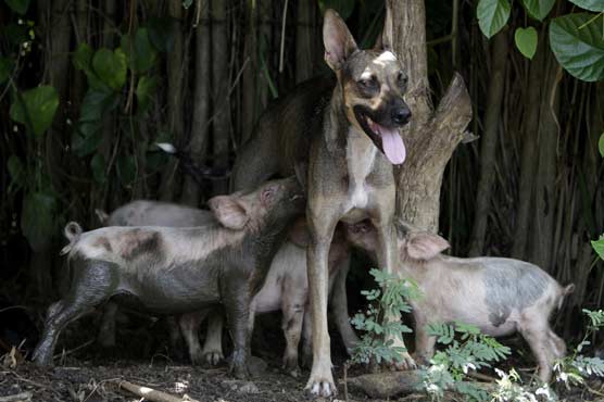 Farm dog suckles piglets in Cuba