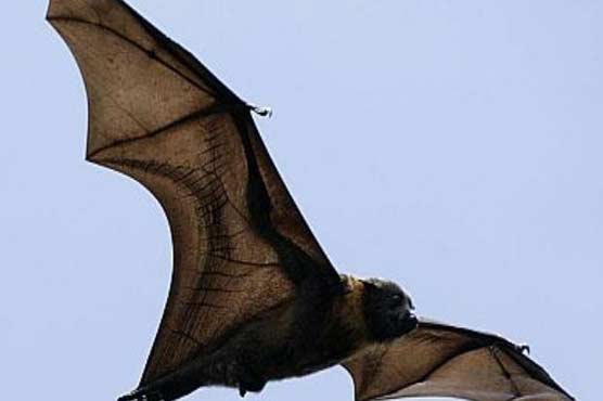 Bats invade Transylvanian classroom