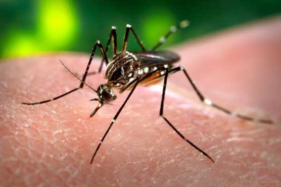 Panic grips people as dengue spreads