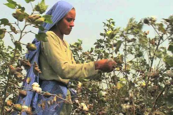 Cotton price goes up due to rain 