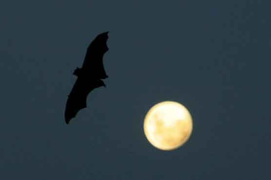 Bats saliva to cure stroke victims