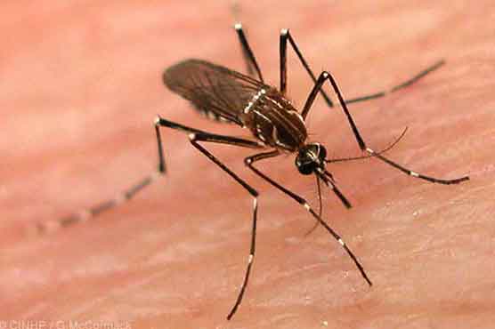 Dengue threat: 2-month ban on morning assemblies in Punjab schools 