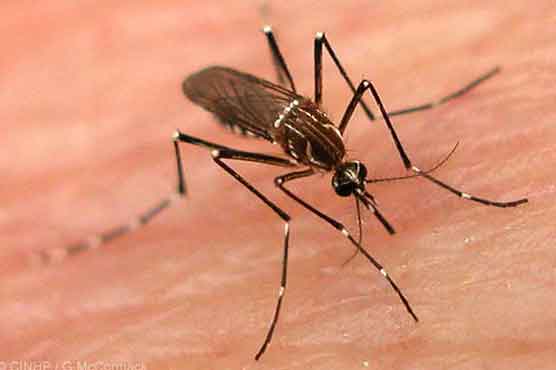 Two die of dengue in Lahore, toll tops 539