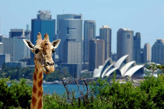 Tallest New Zealander arrives in Australia