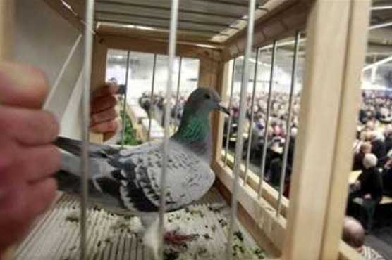 Thieves stole 84 carrier pigeons in Swiss town: police
